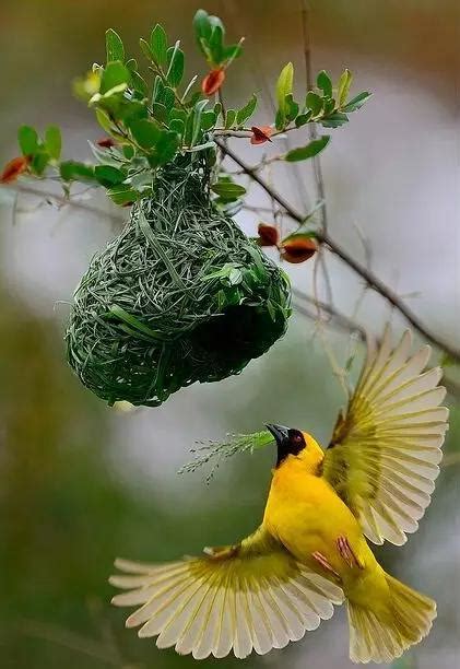有鳥來家裡築巢 圓形聯想圖